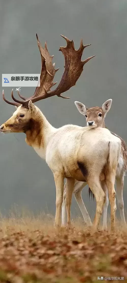 《饥荒》韦伯生存技巧与春夏季BOSS打法攻略 韦伯生存注意事项图1