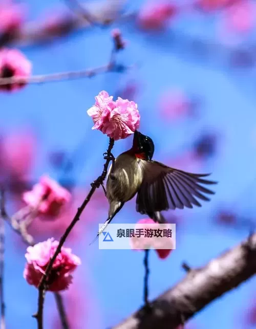 畅享视觉盛宴：月夜影视直播在线观看免费全面免费播放指南图1