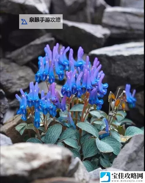 探索自然之美:日本野花中文版精彩赏析图1