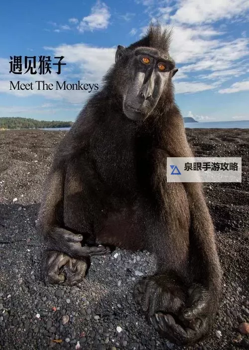 趣味十足:猴子看片的奇妙冒险图1