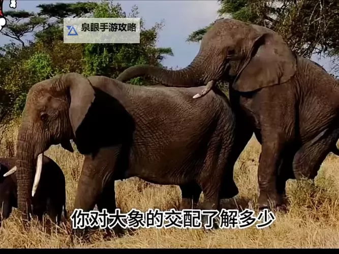 大象一区二区三区四乱码在线看:免费在线观看最新精彩内容图1