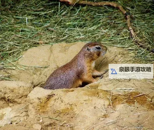 《动物井》真结局达成方法 真结局怎么达成图1