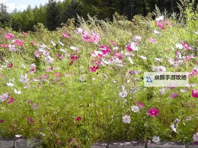 探索自由与真我：野花社区WWW三的温馨人生篇章图1