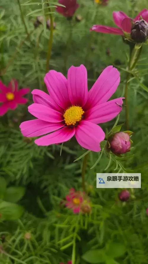 探索精彩内容：尽在26uuuu丁香网图1