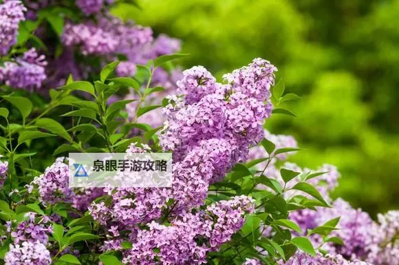 色丁香五月情：春光融融中的浪漫邂逅图1