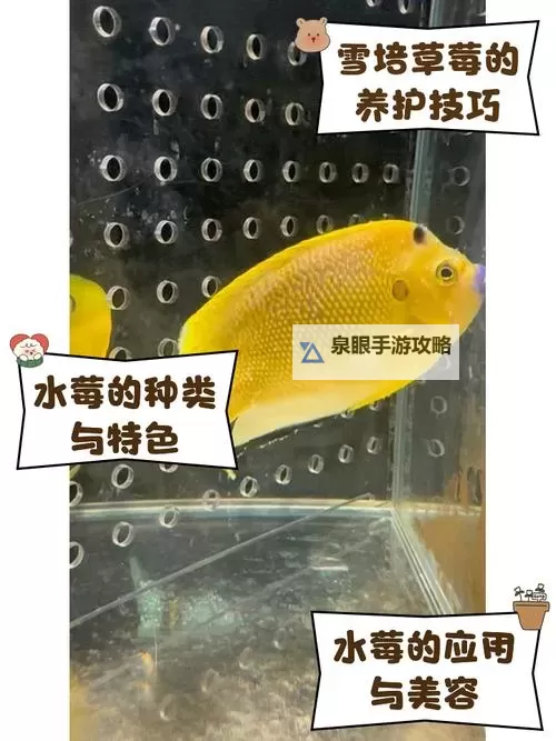 水莓100碰碰:迷雾森林的甜蜜传说图1