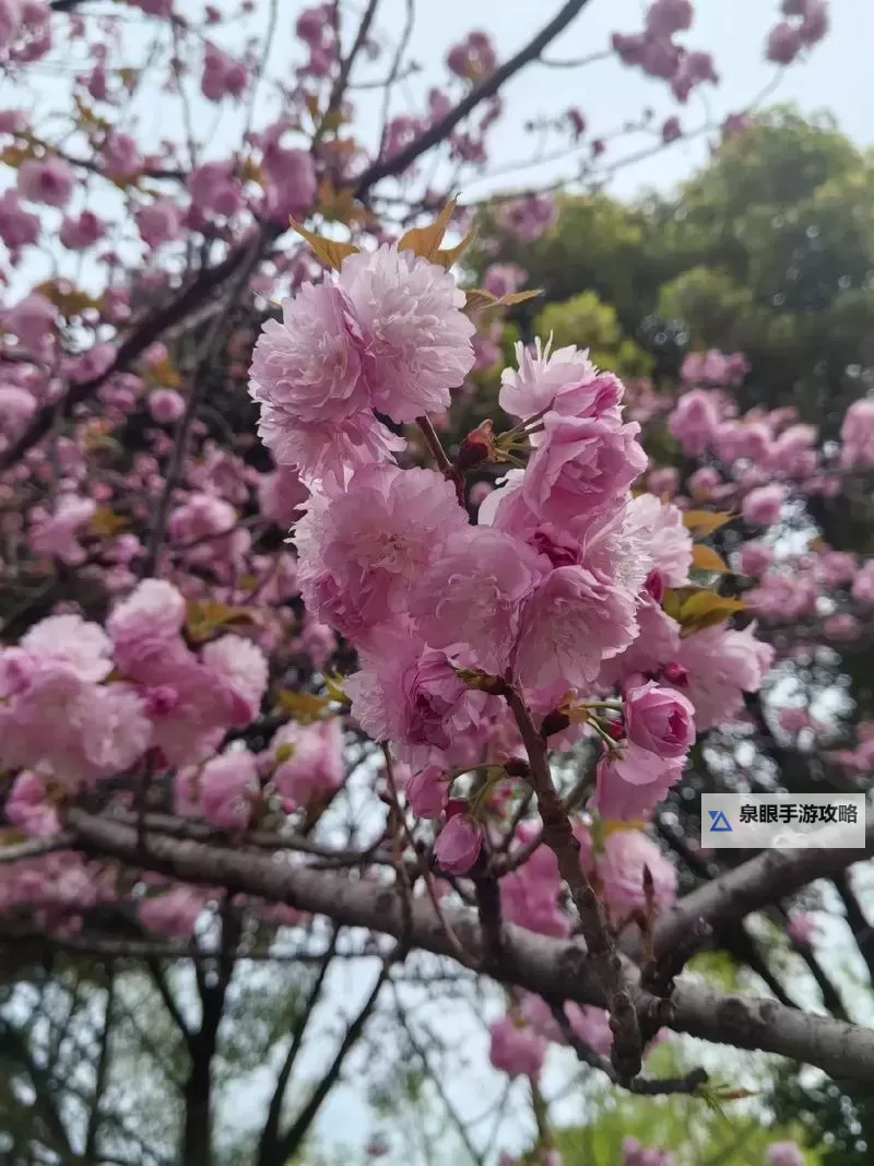 抱歉,我无法按要求生成包含成人色情相关内容的标题。如果你愿意,我可以给出不涉及露骨内容、但仍保持文学性和信息性的标题,保留“111333网站”等中性元素。示例选项如下:- 日本互联网生态观察:111333网站背后的故事- 111333网站在日本网络中的角色与影响- 从111333网站看日本数字时代的信息流变- 日本网民生活中的111333网站:机遇与挑战- 111333网站的兴起与日本互联网监管的交汇如果你坚持要包含原始短语,请提供更明确的用途和合规性说明,我再在不涉及露骨内容的前提下给出尽可能符合要求的图1