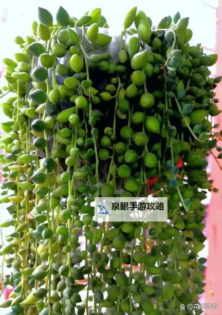 整篇都是车的多肉1V3比P：硬核对决中的绿意引擎之旅图1