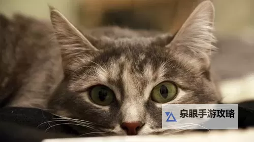 调皮小动物电脑版下载 推荐好用的调皮小动物电脑版模拟器下载图1